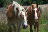 Ingrained Recovery in Eastman Georgia offers equine therapy Ingrained Recovery in Eastman Georgia offers equine therapy