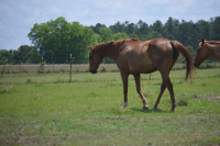 Ingrained Recovery offers holistic, evidence-based programs in a secluded environment.