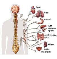 Brain controls organ health